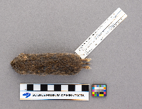 Media resource of Synaptomys cooperi