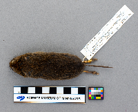 Microtus pennsylvanicus image