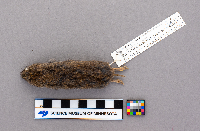 Synaptomys cooperi image