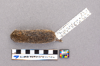 Synaptomys cooperi image