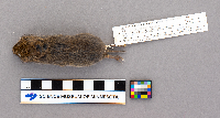 Synaptomys cooperi image