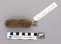 Synaptomys cooperi image