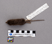 Sorex palustris image