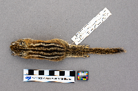 Tamias minimus image