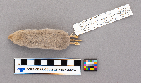 Blarina brevicauda image