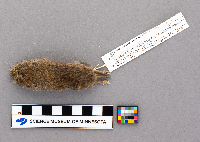 Synaptomys cooperi image