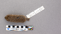 Synaptomys cooperi image