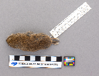 Synaptomys cooperi image