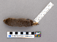 Blarina brevicauda image