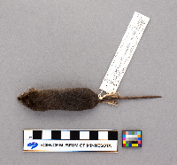 Sorex palustris image