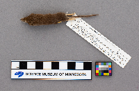 Sorex cinereus image