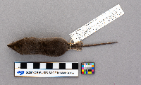 Sorex palustris image