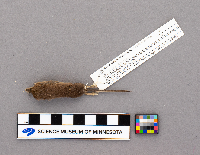 Sorex cinereus image