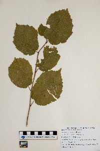 Corylus americana image