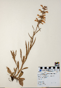 Penstemon gracilis image