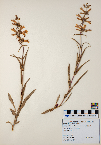 Penstemon gracilis image