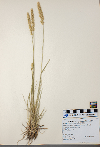 Koeleria macrantha image