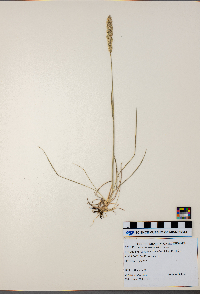 Koeleria macrantha image
