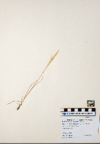 Koeleria macrantha image