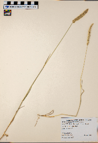Koeleria macrantha image
