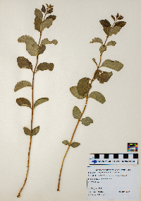 Symphoricarpos occidentalis image