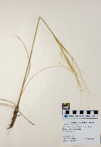 Hesperostipa spartea image