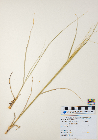 Hesperostipa spartea image