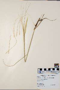 Hesperostipa spartea image