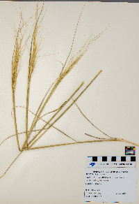 Hesperostipa spartea image
