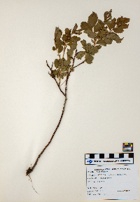 Rosa arkansana image