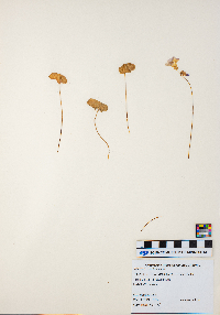 Oxalis violacea image