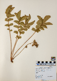 Drymocallis arguta image