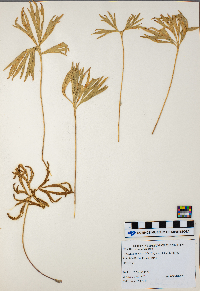 Anemone patens image