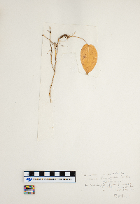 Maianthemum canadense image