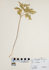 Physalis heterophylla image