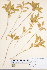 Physalis heterophylla image