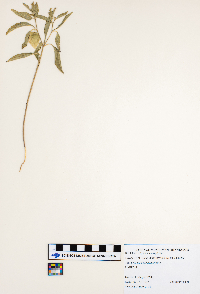 Physalis heterophylla image