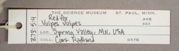 Vulpes vulpes image