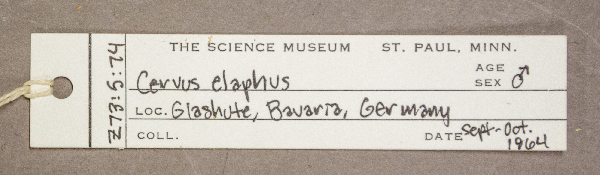 Cervidae image