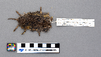 Microtus pennsylvanicus image