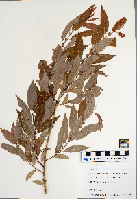 Salix eriocephala image