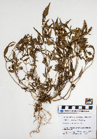 Bidens tripartita image