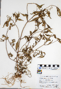 Bidens tripartita image