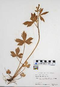 Ranunculus recurvatus image