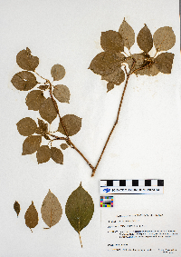 Cornus alternifolia image