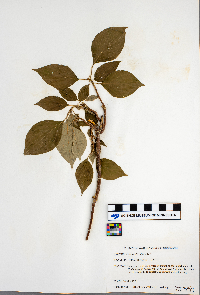 Cornus alternifolia image