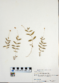 Moehringia lateriflora image