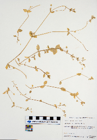 Stellaria media image
