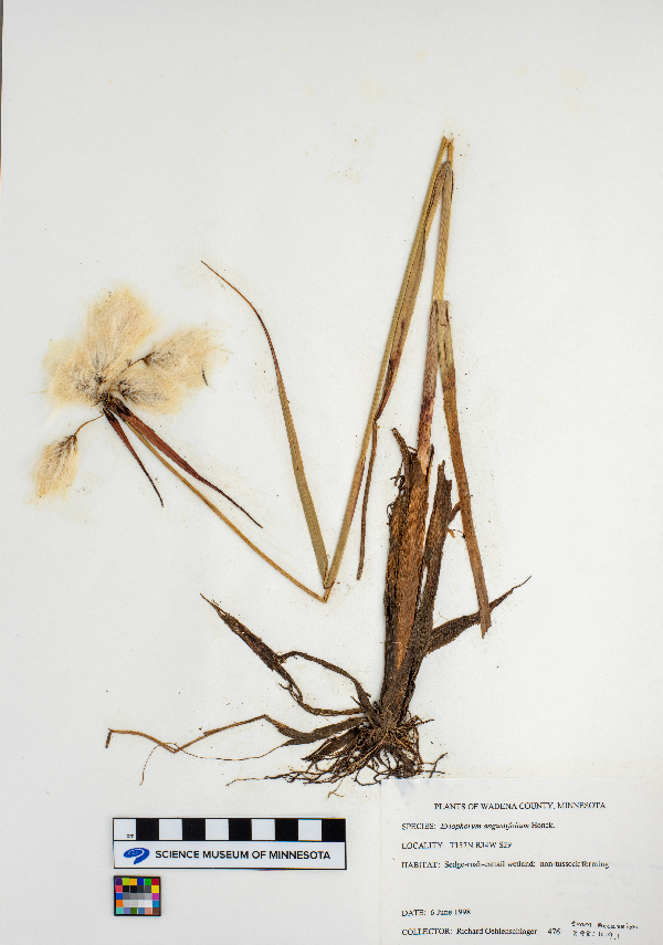 Eriophorum angustifolium image