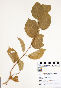 Corylus americana image